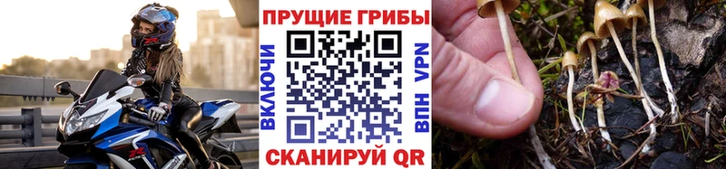 Купить где  Видное  Галлюциногенные грибы Cubensis 